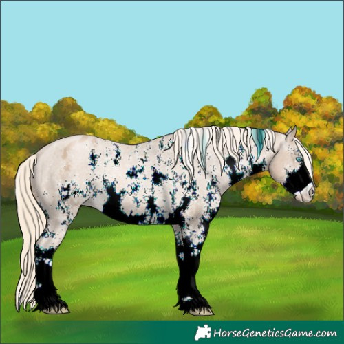 Horse Color:Chocolate Palomino Ice Pearl Sabino Appaloosa Rabicano 