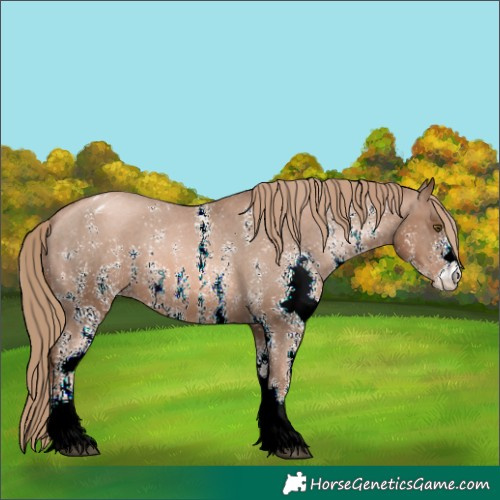 Horse Color:Liver Chestnut Pearl Sabino Appaloosa Rabicano 