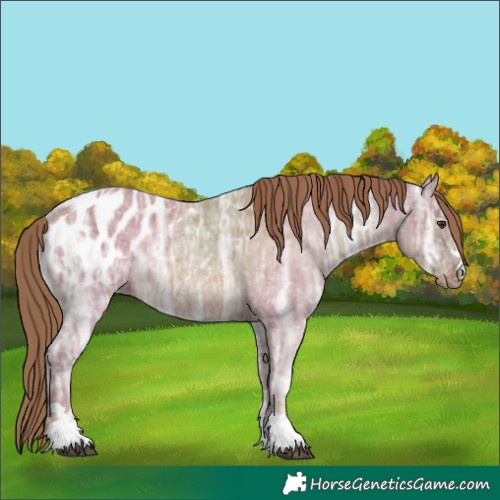 Horse Color:Chestnut Ice Appaloosa Rabicano 
