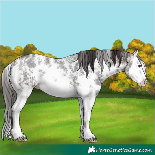 Horse Color:Brown Ice Sabino Splash Appaloosa Rabicano 