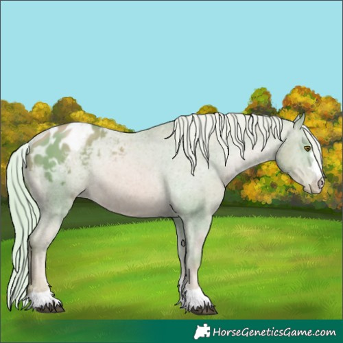 Horse Color:Watercolor Liver Chestnut Pearl Appaloosa Rabicano 