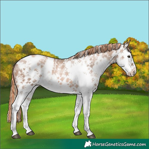 Horse Color:Painted White Spotted Liver Chestnut Ice Pearl Sabino Appaloosa Rabicano 