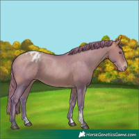 Horse Color:Watercolor Bay Pearl Sabino Appaloosa 