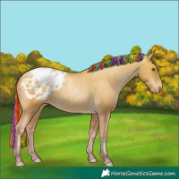 Horse Color:Painted Smoky Black Pearl Blanket Rabicano 