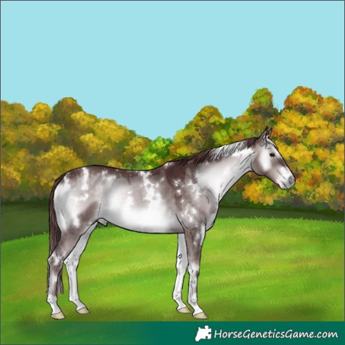 Horse Color:Platinum White Spotted Chocolate Brown Onyx 