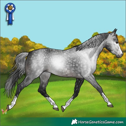 Horse Color:Gray Brown Rabicano 