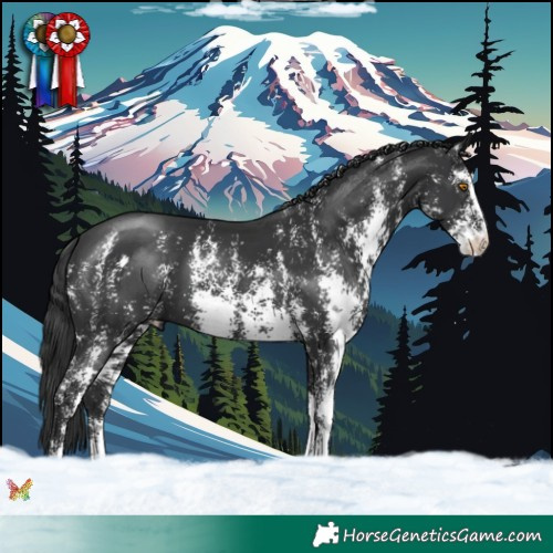 Horse Color:Black Sabino 