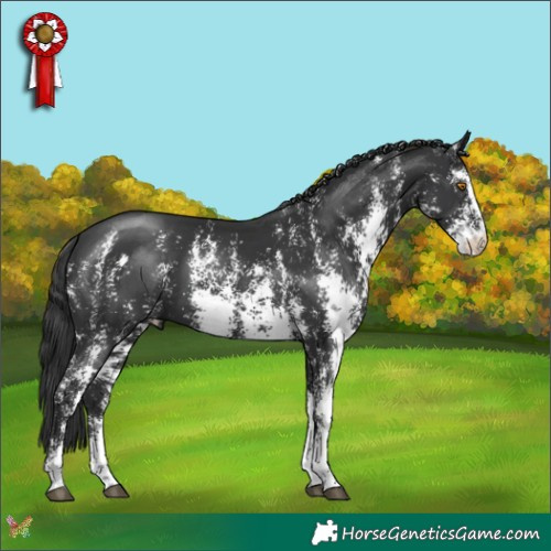 Horse Color:Black Sabino 
