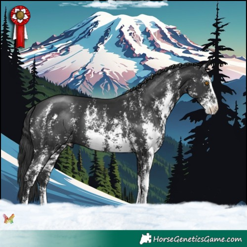 Horse Color:Black Sabino 