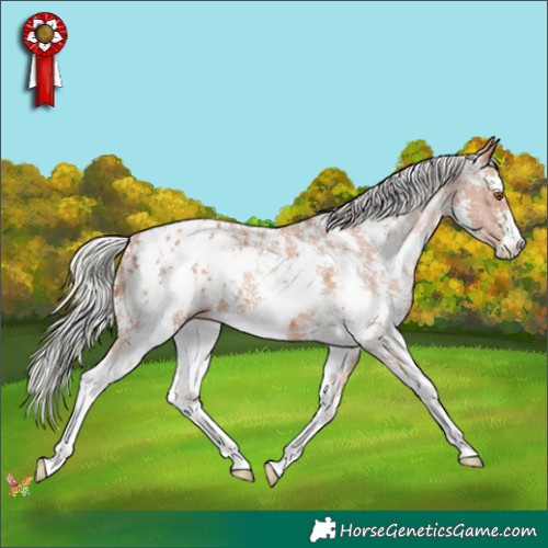Horse Color:Silver Black Pearl Sabino Appaloosa 