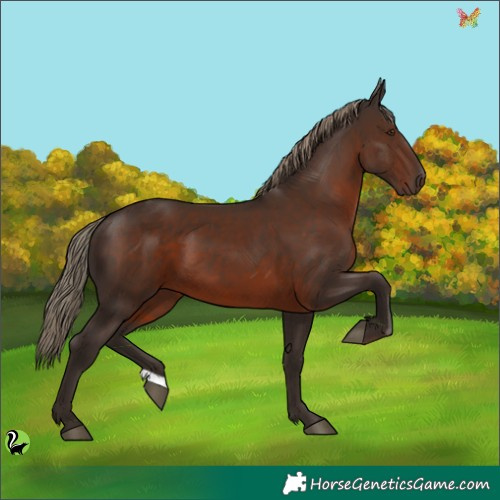 Horse Color:Liver Chestnut 