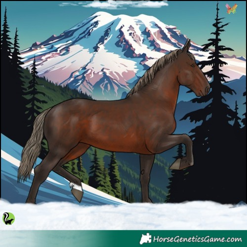 Horse Color:Liver Chestnut 