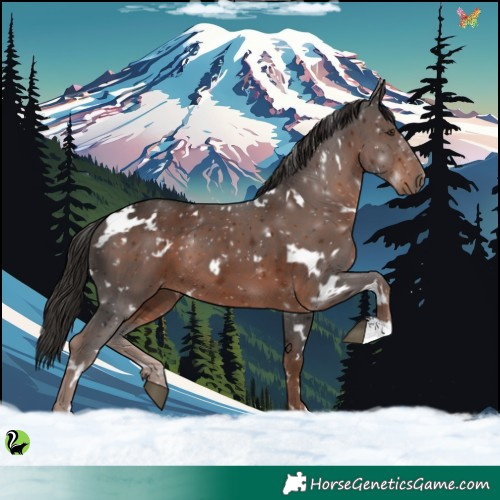 Horse Color:White Spotted Liver Chestnut 