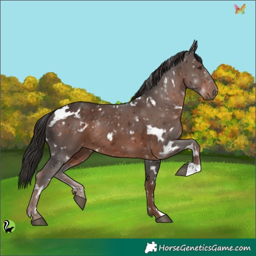 Horse Color:White Spotted Liver Chestnut 