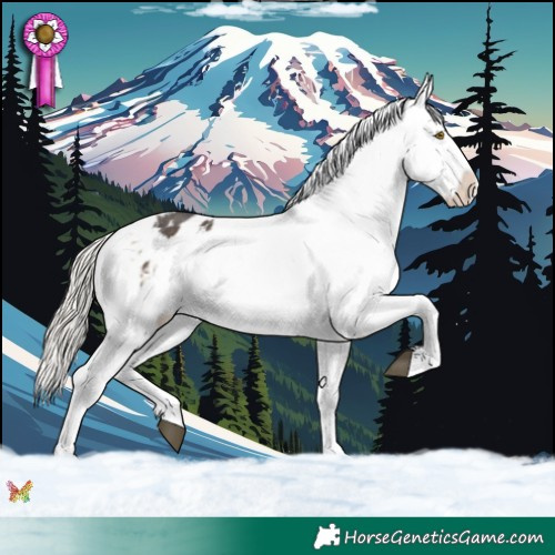 Horse Color:White Spotted Silver Buckskin Appaloosa 