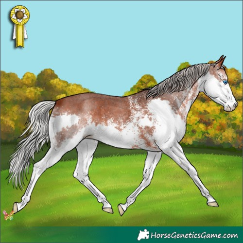 Horse Color:White Spotted Silver Brown Splash 