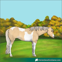 Horse Color:Silver Buckskin Dun Tobiano