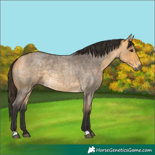 Horse Color:Buckskin Roan Rabicano 
