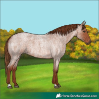 Horse Color:Red Roan 