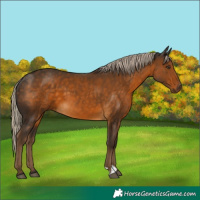 Horse Color:Chocolate Palomino 