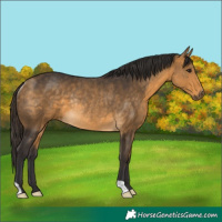 Horse Color:Buckskin Rabicano 