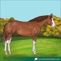 Horse Color:Chestnut Splash 