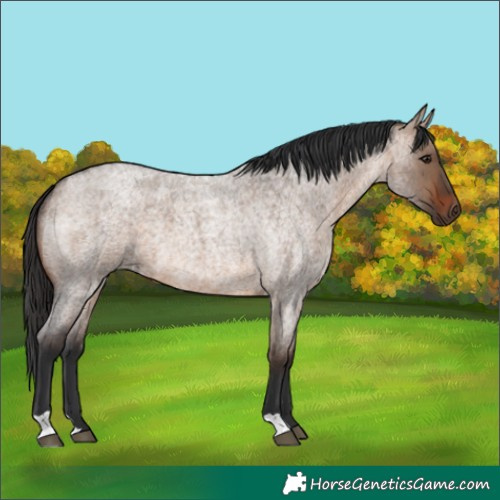 Horse Color:Brown Roan Dun 