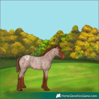 Horse Color:Red Roan Appaloosa 
