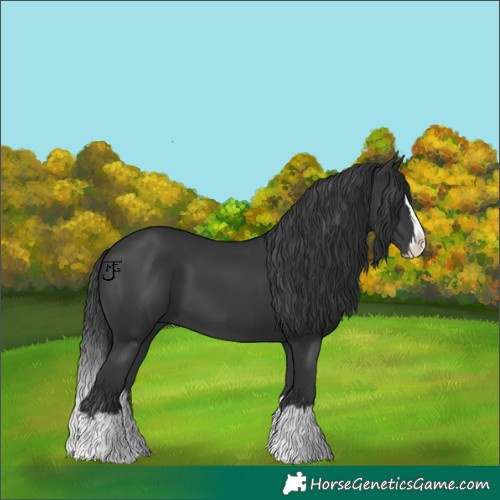 Horse Color:Black Splash