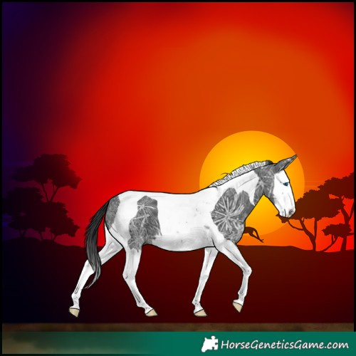 Horse Color:Black Ice Splash Tobiano 