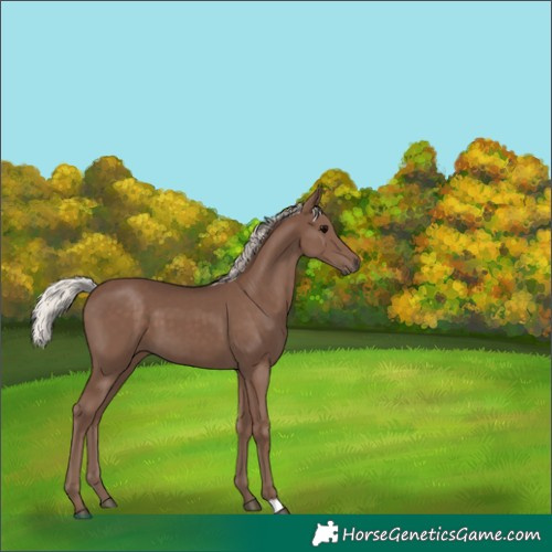 Horse Color:Silver Black 