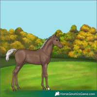 Horse Color:Silver Black
