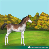 Horse Color:White Spotted Bay 