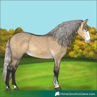 Horse Color:Silver Buckskin Dun Mushroom Sabino 