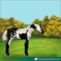 Horse Color:Void Plaid  Palomino Ice Pearl Onyx Sabino Tobiano Appaloosa 