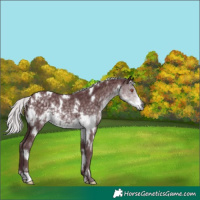 Horse Color:White Spotted Chocolate Silver Smoky Black Chinchilla 