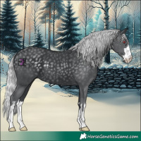 Horse Color:Silver Black Chinchilla 