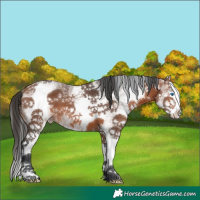 Horse Color:White Spotted Bay Splash 