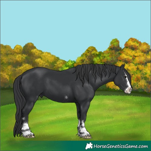 Horse Color:Black 