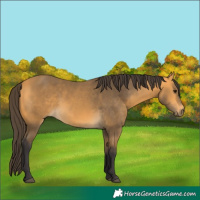 Horse Color:Buckskin