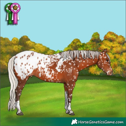 Horse Color:Silver Brown Tobiano Appaloosa 