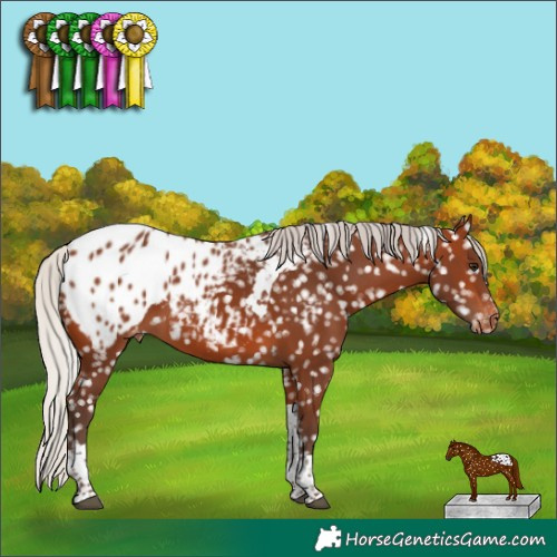 Horse Color:Silver Brown Tobiano Appaloosa 