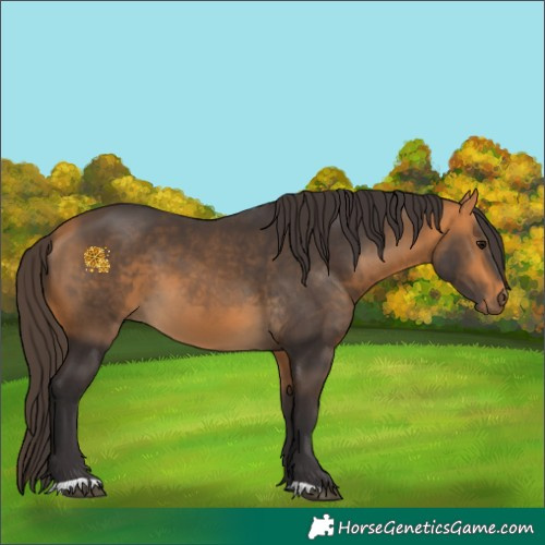 Horse Color:Buckskin 