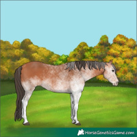 Horse Color:White Spotted Bay 