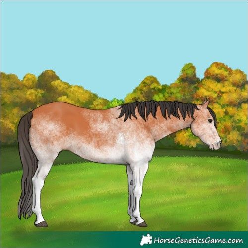 Horse Color:White Spotted Bay 