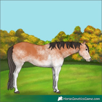Horse Color:White Spotted Bay 