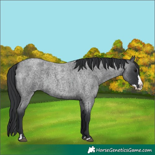 Horse Color:Blue Roan Splash 