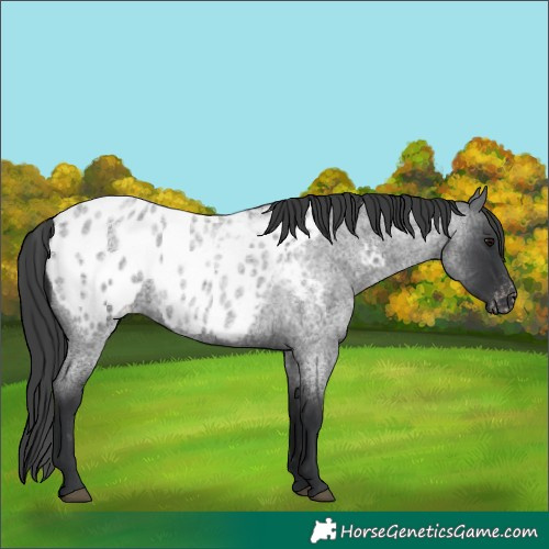 Horse Color:Blue Roan Appaloosa 