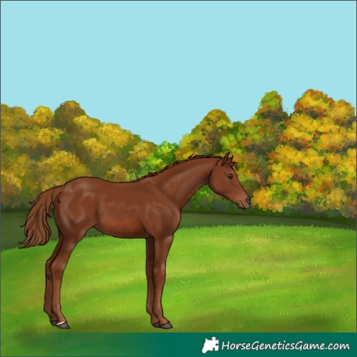 Horse Color:Chestnut 
