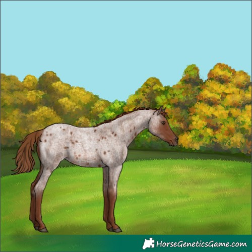 Horse Color:Red Roan